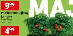 E.Leclerc Pomidor koktajlowy karłowy Royal Plant don. 12 cm oferta