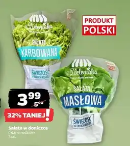 Netto Sałata w doniczce (różne rodzaje) oferta