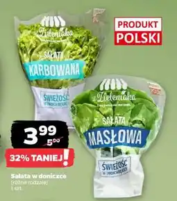 Netto Sałata w doniczce oferta