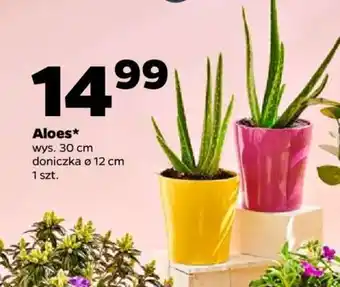 Netto Aloes oferta