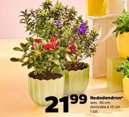 Netto Rododendron oferta