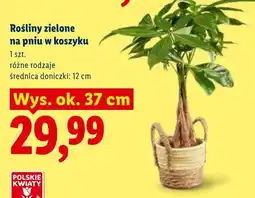 Lidl Rośliny zielone na pniu w koszyku różne rodzaje oferta
