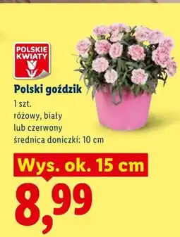 Lidl Goździk polski różowy, biały lub czerwony oferta