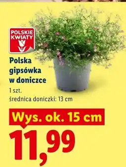 Lidl Gipsówka polska w doniczce oferta