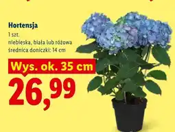 Lidl Hortensja niebieska, biała lub różowa oferta