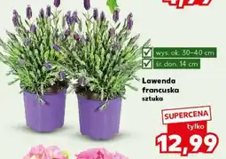 Kaufland Lawenda francuska sztuka oferta