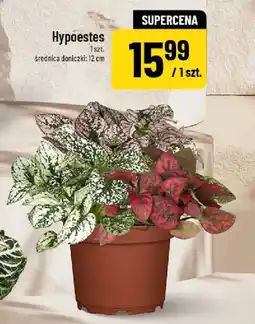Polomarket Hypoestes oferta