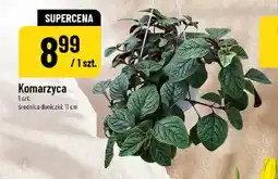 Polomarket Komarzyca oferta