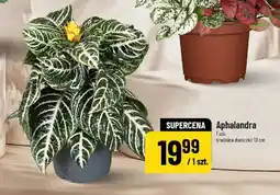 Polomarket Aphalandra oferta