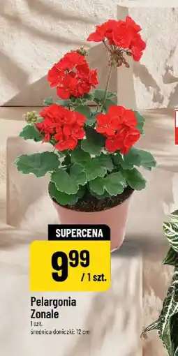 Polomarket Pelargonia Zonale oferta