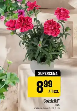 Polomarket Goździki oferta
