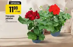 Polomarket Pelargonia peltatum oferta