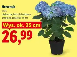 Lidl Hortensja oferta