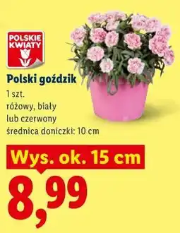 Lidl Polski goździk oferta
