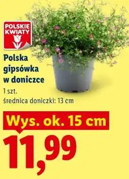 Lidl Polska gipsówka w doniczce oferta