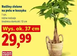 Lidl Rośliny zielone na pniu w koszyku oferta