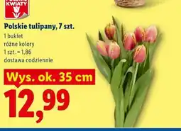 Lidl Polskie tulipany, 7 szt oferta