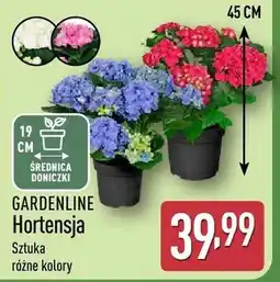 ALDI Hortensja oferta