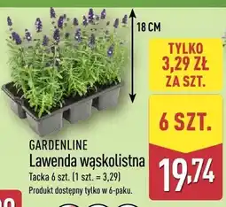 ALDI Lawenda wąskolistna oferta
