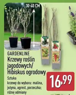 ALDI Krzewy roślin jagodowych/Hibiskus ogrodowy oferta