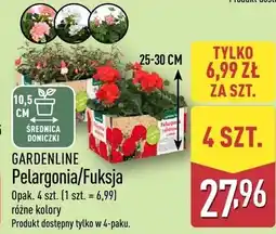 ALDI Pelargonia/Fuksja oferta
