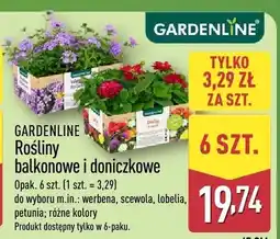 ALDI Rośliny balkonowe i doniczkowe oferta