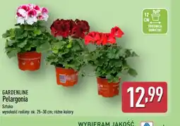 ALDI Gardenline Pelargonia oferta