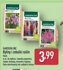 ALDI Gardenline Byliny i cebulki roślin oferta