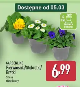 ALDI Gardenline Pierwiosnki/Stokrotki/Bratki oferta