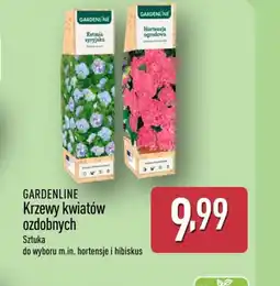 ALDI Gardenline Krzewy kwiatów ozdobnych oferta