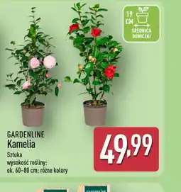 ALDI Gardenline Kamelia oferta