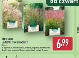 ALDI Gardenline Sadzonki traw ozdobnych oferta