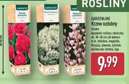 ALDI Gardenline Krzew ozdobny oferta