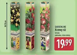 ALDI Gardenline Krzewy róż oferta