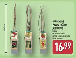 ALDI Gardenline Krzew rośliny jagodowej oferta
