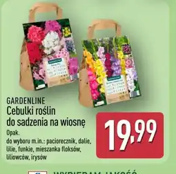 ALDI Gardenline Cebulki roślin oferta