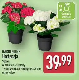 ALDI Gardenline Hortensja oferta