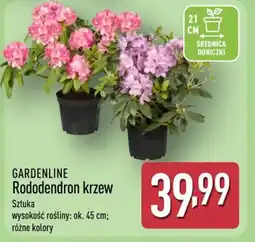ALDI Gardenline Rododendron krzew oferta
