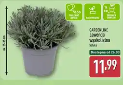 ALDI GARDENLINE Lawenda wąskolistna oferta
