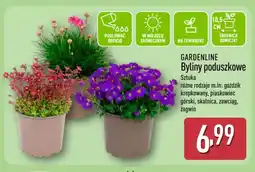 ALDI GARDENLINE Byliny poduszkowe oferta