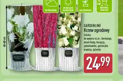 ALDI Gardenline Krzew ogrodowy oferta
