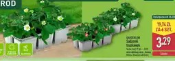 ALDI GARDENLINE Sadzonki truskawek oferta