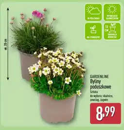 ALDI Gardenline Byliny Poduszkowe oferta