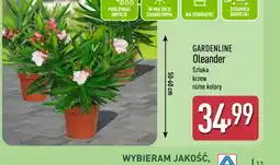 ALDI Gardenline Oleander oferta
