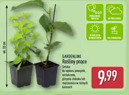 ALDI GARDENLINE Rośliny pnące oferta