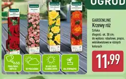 ALDI Gardenline Krzewy róż oferta