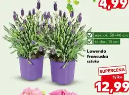Kaufland Lawenda francuska oferta