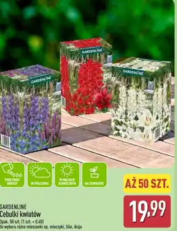 ALDI Gardenline Cebulki kwiatów oferta