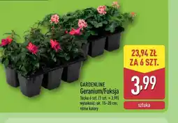 ALDI Gardenline Geranium/Fuksja oferta