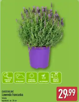 ALDI Gardenline Lawenda francuska oferta